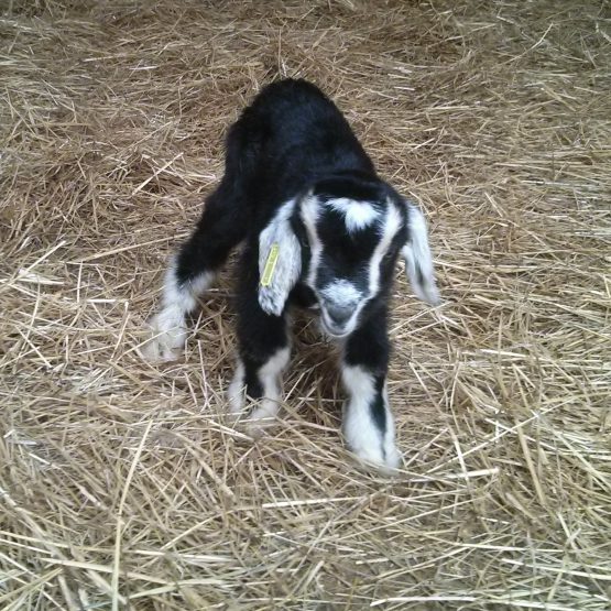 cabrito lechal