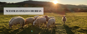 Nuestro rebaño de ovejas churras